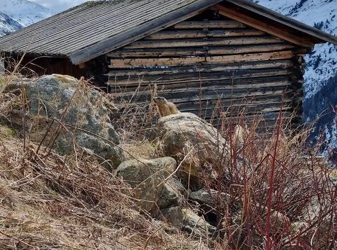 Almhuette Chrisanten Thaya בקתה *